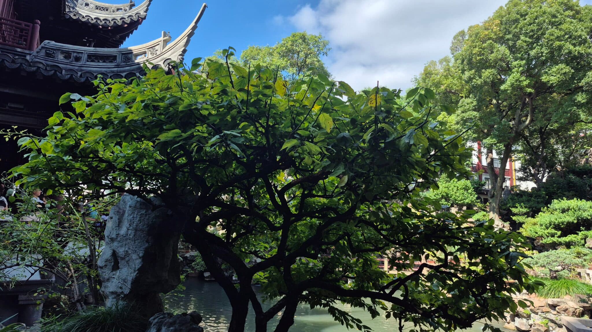 Ljetna škola kineskog jezika i kulture